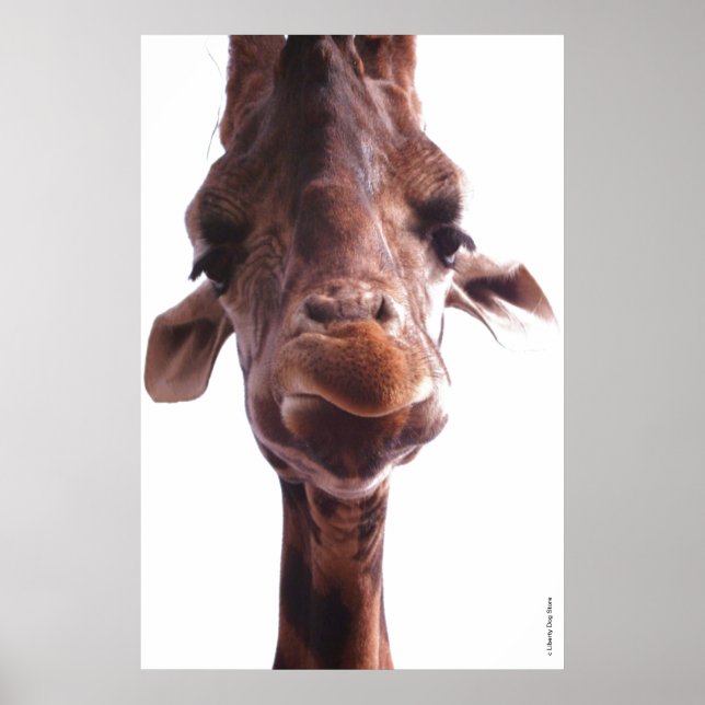 KOLOSSAL POSTERS - GIRAFFE-GESICHT - SPASS FOTO POSTER (Vorne)