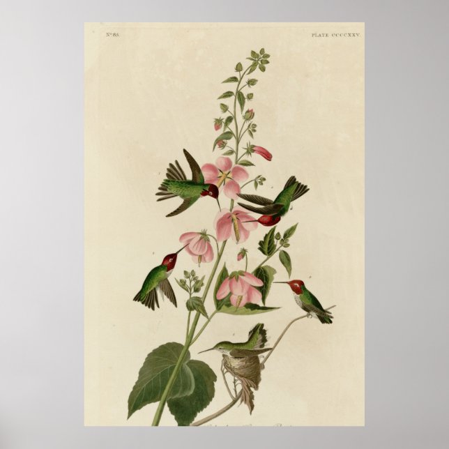 Kolumbianer Hummingbird Poster (Vorne)