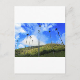 Kolumbianische Wachpalmen im Cocora-Tal Postkarte