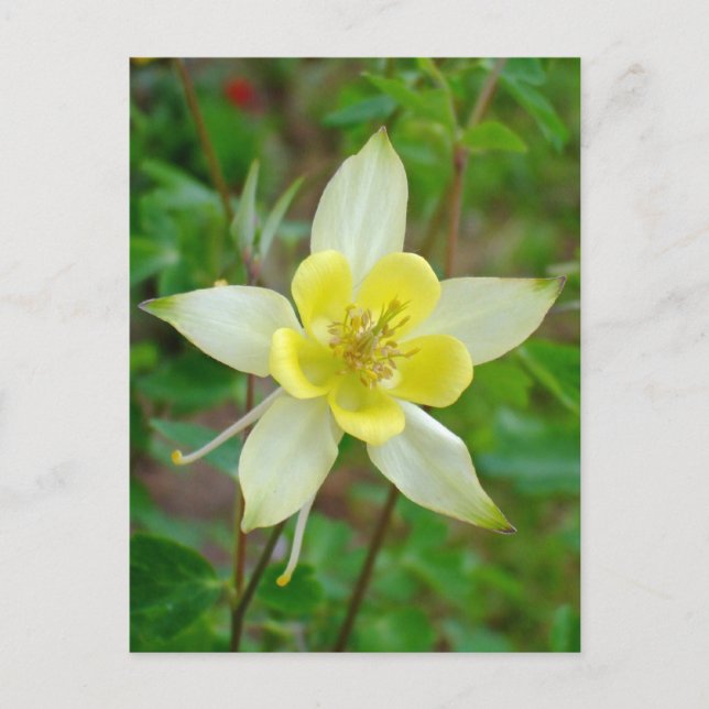 Kolumbin-Blume in Gelb Postkarte (Vorderseite)