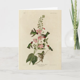 Kolumbisch (Anna's) Humming Bird - Audubons Vögel Karte