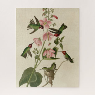 Kolumbisch (Anna's) Humming Bird - Audubons Vögel Puzzle