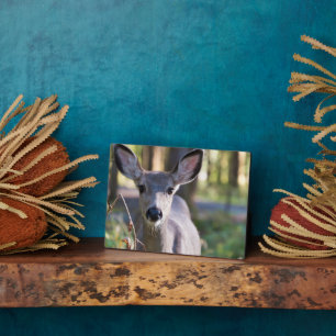 Kolumbischer Schwarzschwanzhund   Washingtoner Sta Fotoplatte