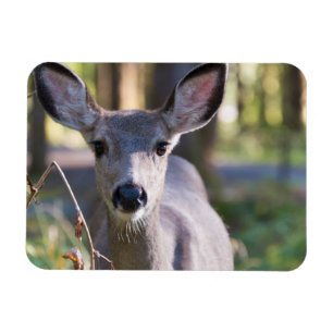 Kolumbischer Schwarzschwanzhund   Washingtoner Sta Magnet