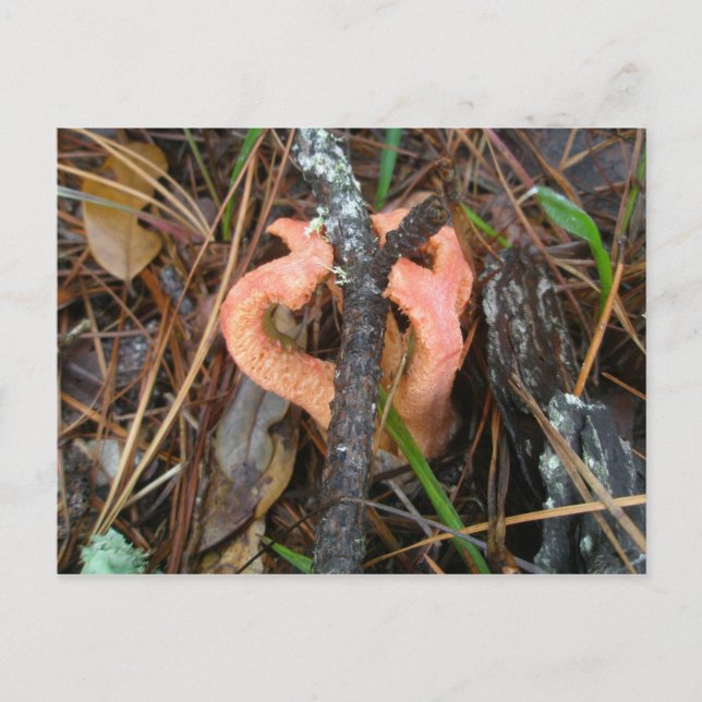 Kolumne Stinkhorn Mushroom OBX Postkarte (Vorderseite)