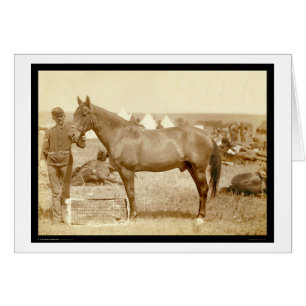 Komanche, Armee-Pferd Sd 1887