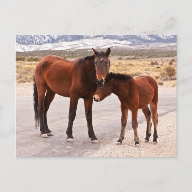 Komfort suchen postkarte (Vorderseite)