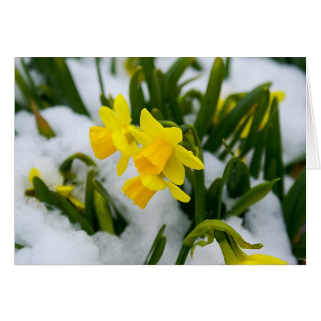 Komm im Frühjahr (Vorderseite (Horizontal))