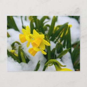 Komm im Frühjahr Postkarte