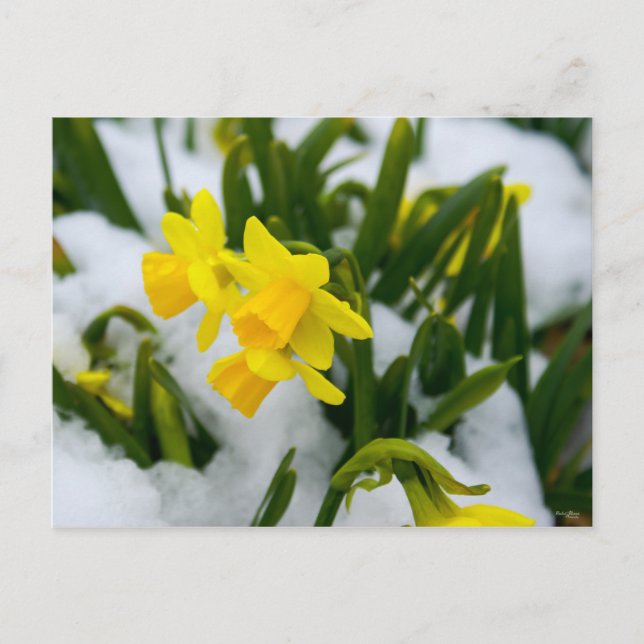 Komm im Frühjahr Postkarte (Vorderseite)