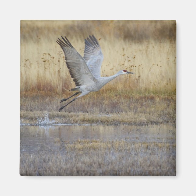 Komm mit mir Sandhill Crane Magnet (Vorne)