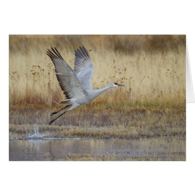 kommen Sie mit mir Sandhill Crane (Vorderseite (Horizontal))