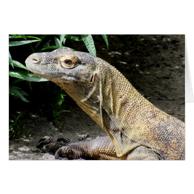 Komodo Drache (0804) (Vorderseite (Horizontal))