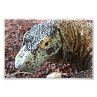 Komodo Dragon Fotodruck