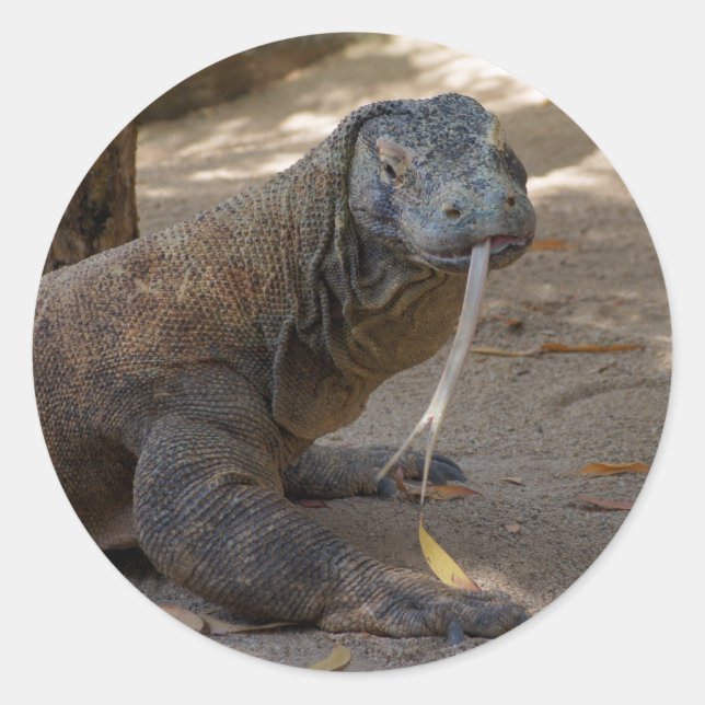 Komodo Dragon Licking Runder Aufkleber (Vorderseite)