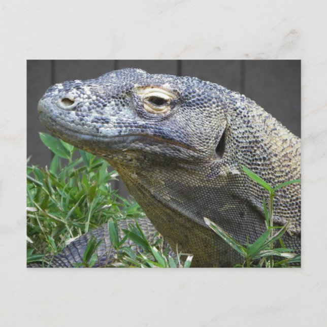 Komodo Dragon Nah Postkarte (Vorderseite)