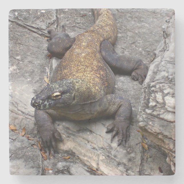 Komodo Dragon on Sunlit Rock Steinuntersetzer (Vorderseite)