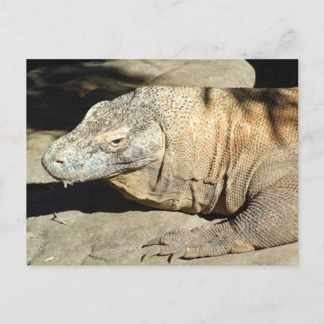 Komodo Dragon Postcard Postkarte (Vorderseite)