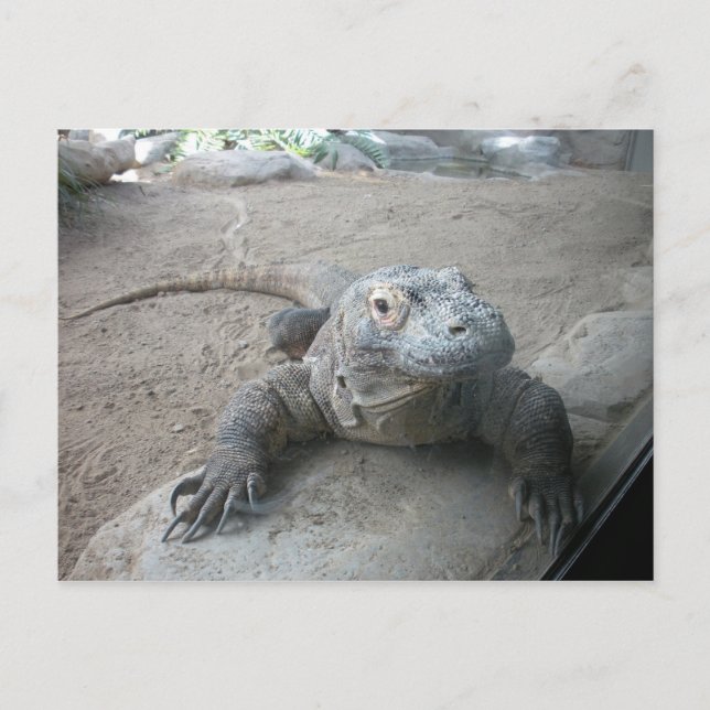 Komodo Dragon Postkarte (Vorderseite)