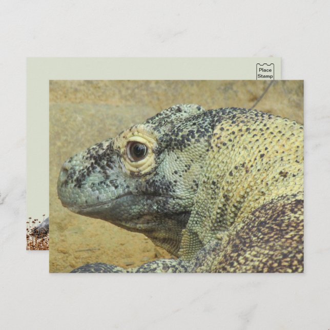 Komodo Dragon Postkarte (Vorne/Hinten)