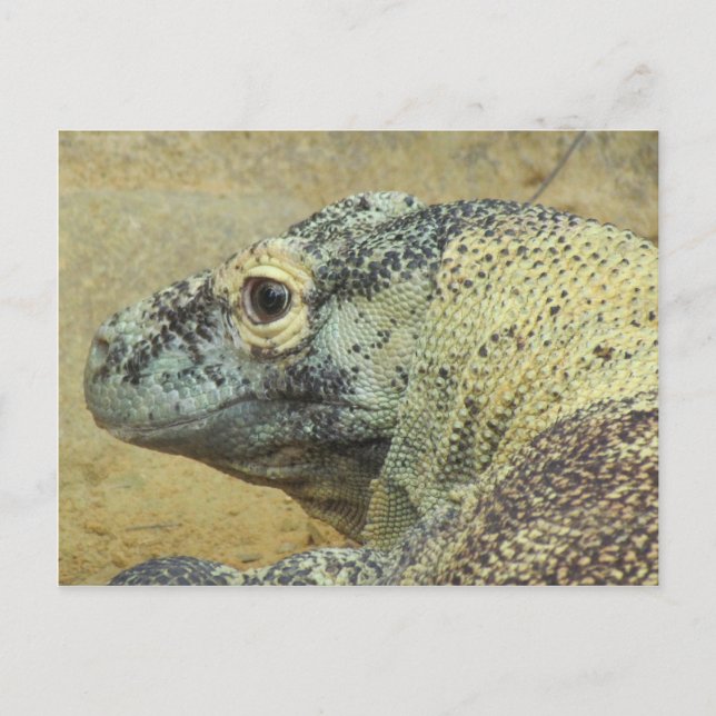 Komodo Dragon Postkarte (Vorderseite)