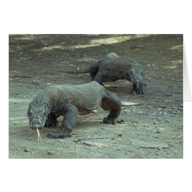 Komodo Dragons (Vorderseite (Horizontal))