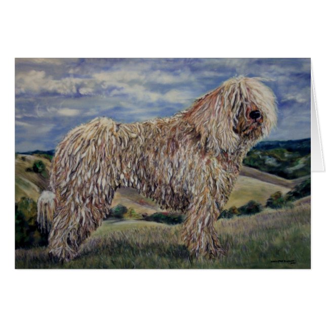 Komondor (Vorderseite (Horizontal))