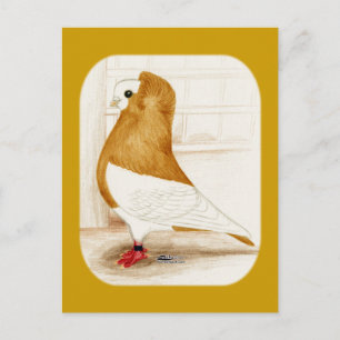 Komorner Yellow Mag Pigeon 1973 Postkarte