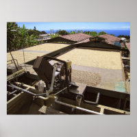 KONA-KAFFEE-BÄNE TROCKNEN IN DER SONNE - HAWAII
