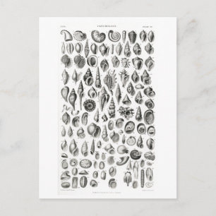 KONCHOLOGIE-FOSSILIEN-TIERKARTENPOSTKARTE POSTKARTE