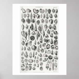 KONCHOLOGIE-FOSSILS (MUSCHELN) TIERARZNEIMITTELPUN POSTER