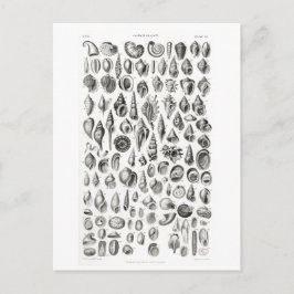 KONCHOLOGIE FOSSILS TIERKARTE POSTKARTE