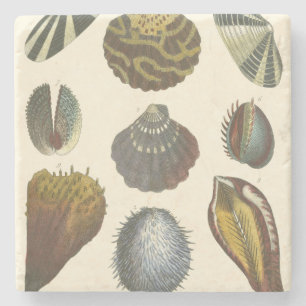 Konchologie-Sammlung Steinuntersetzer