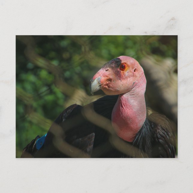 Kondor Postkarte (Vorderseite)