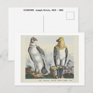 KONDORE  Joseph Scholz, 1829 - 1880   Postkarte
