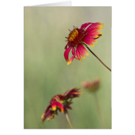 Kone Blume beginnen zu blühen