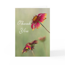 Kone Blume beginnen zu blühen Danke.