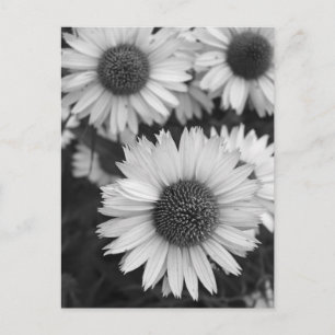 Kone-Blume - Daisy - in Schwarz und Weiß Postkarte