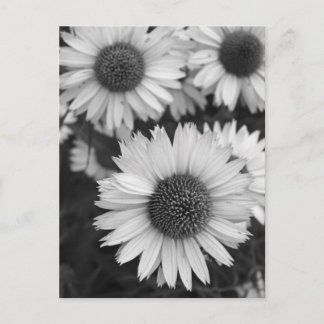 Kone-Blume - Daisy - in Schwarz und Weiß Postkarte