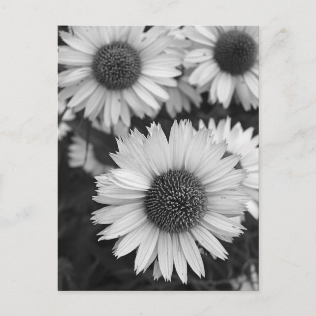 Kone-Blume - Daisy - in Schwarz und Weiß Postkarte (Vorderseite)