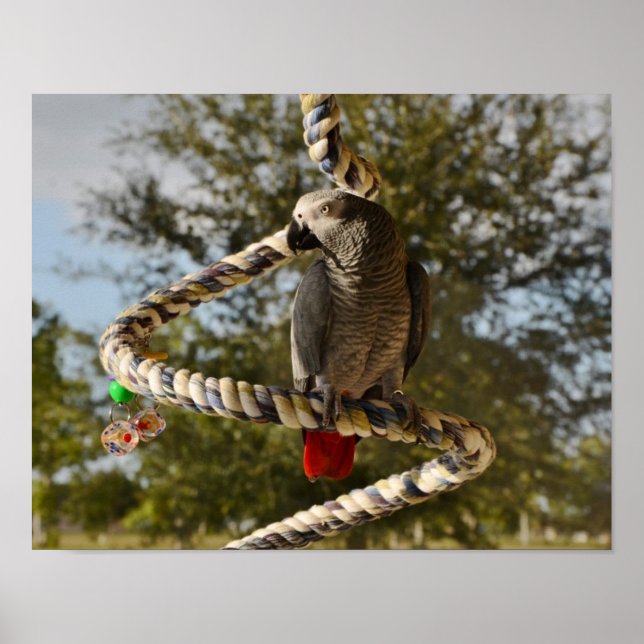 Kongo African Gray on Swing Poster (Vorne)