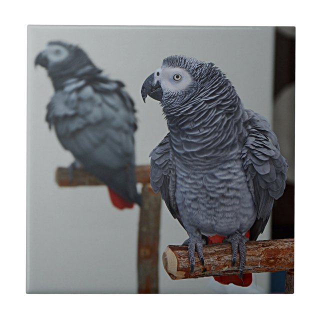 Kongo African Gray Parrot in Mirror Fliese (Vorderseite)