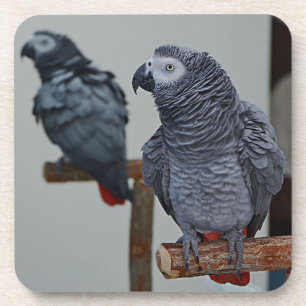 Kongo African Gray Parrot in Mirror Getränkeuntersetzer