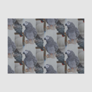 Kongo African Gray Parrot in Mirror Seidenpapier
