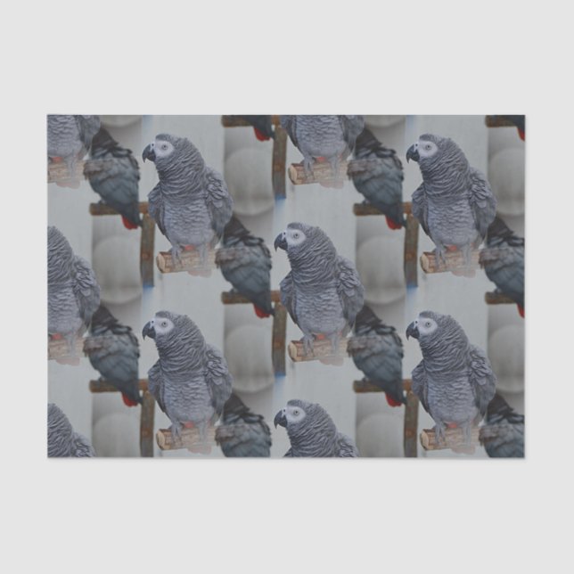 Kongo African Gray Parrot in Mirror Seidenpapier (Vorderseite)
