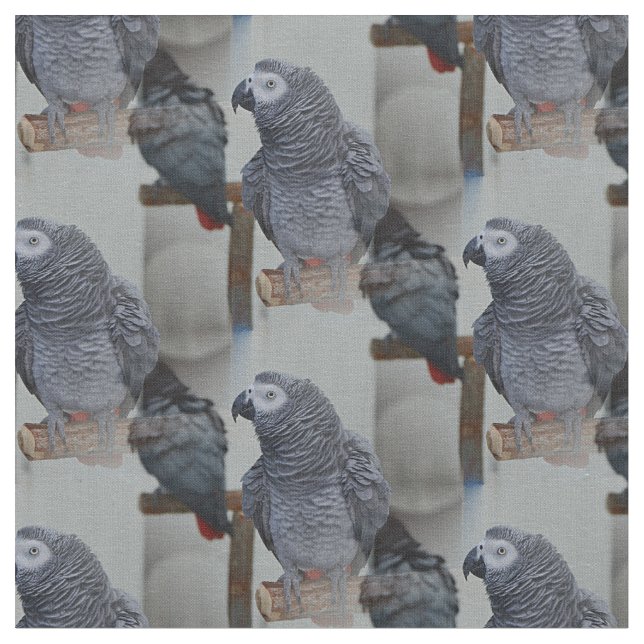 Kongo African Gray Parrot in Mirror Stoff (Nahaufnahme)