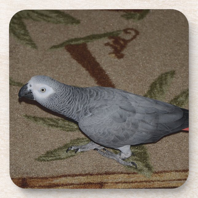 Kongo African Gray Parrot on Floor Getränkeuntersetzer (Vorderseite)