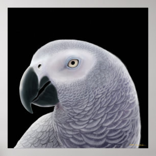 Kongo African Gray Parrot Poster