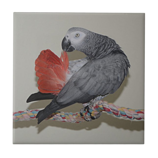 Kongo African Gray Parrot Schwanz Prevue Fliese (Vorderseite)