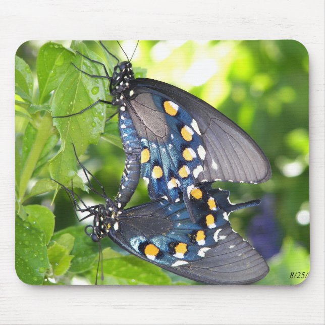 Kongreß, Frack-Schmetterling Arizonas Pipevine Mousepad (Vorne)